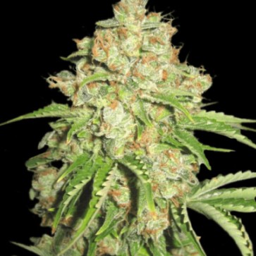Cannabis Seeds Auto White Russian Feminised